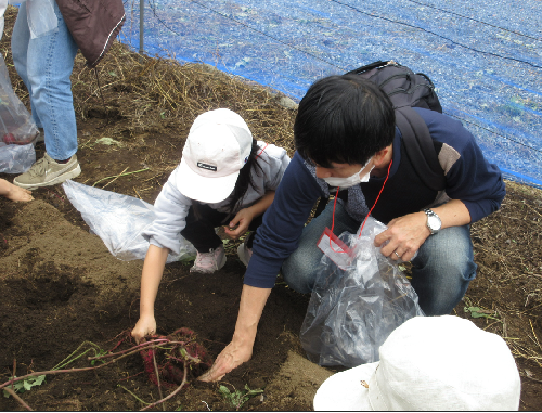第2回秩父・環境交流ツアー_さつまいもと落花生の収穫体験1