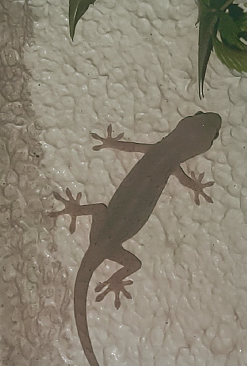 ニホンヤモリ1