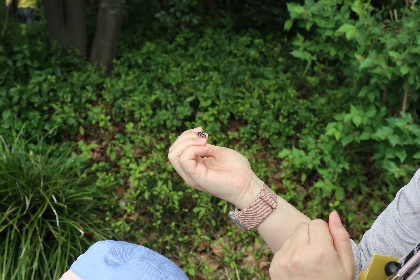 「豊島の森」で見つけた虫を手に持つ参加者
