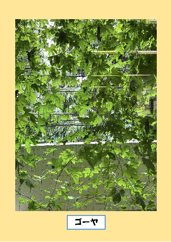 緑のカーテン写真　ゴーヤ