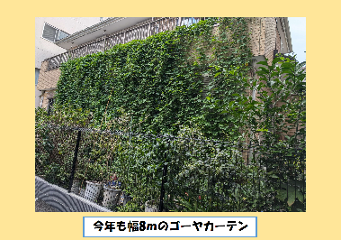 緑のカーテン写真　今年も幅8mのゴーヤカーテン