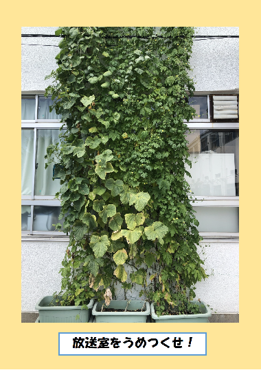 緑のカーテン写真　放送室をうめつくせ！