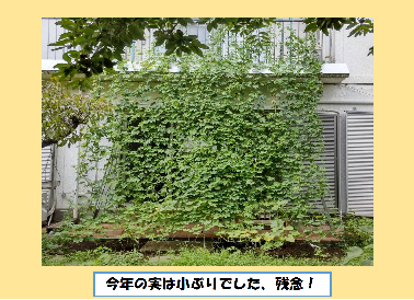 緑のカーテン写真　今年の実は小ぶりでした、残念！