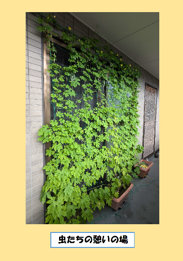 緑のカーテン写真　虫たちの憩いの場