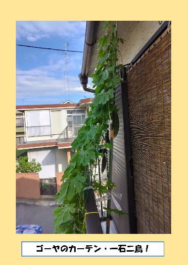 緑のカーテン写真　ゴーヤのカーテン・一石二鳥！