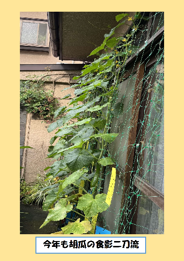 緑のカーテン写真　今年も胡瓜の食影二刀流
