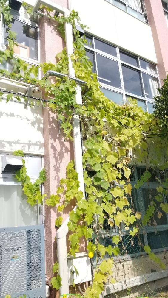豊成小学校の緑のカーテン写真