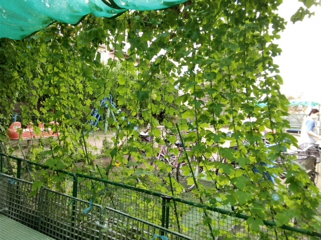 西部子ども家庭支援センターの緑のカーテン写真