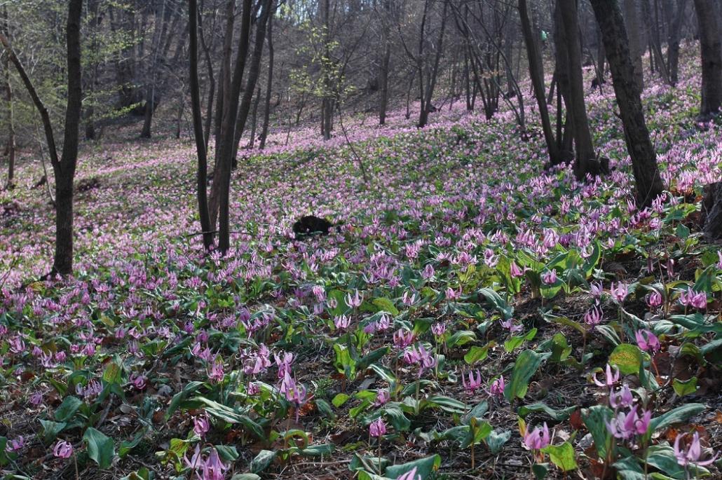 カタクリ山公園