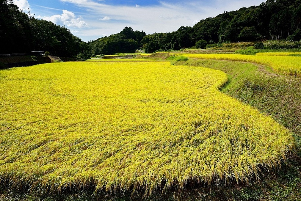 小砂の棚田「黄金の棚田」（那珂川町）