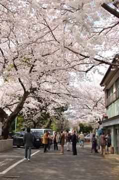 豊島区が発祥の美しい桜　ソメイヨシノのふるさと-8