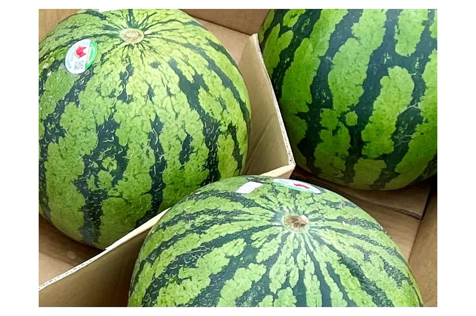すいか並んで3玉
