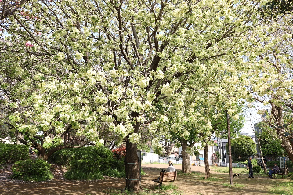 鬱金桜ウコンザクラ２