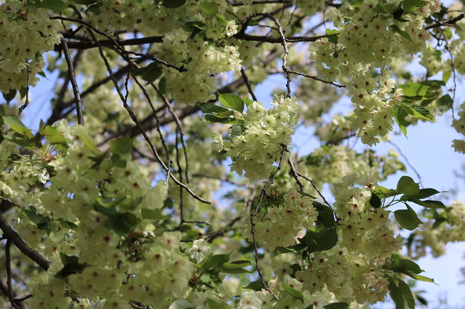 鬱金桜ウコンザクラ３