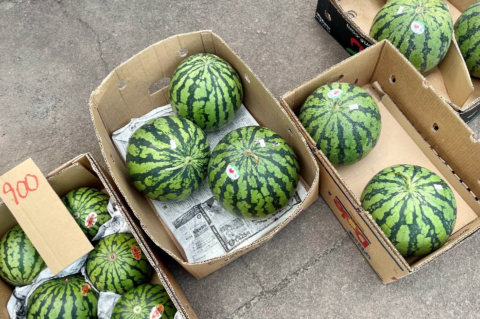 段ボールに入ったスイカたち