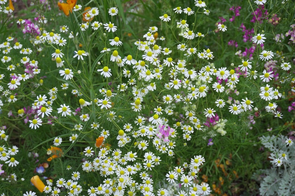 イケサンパークの花壇に咲く花