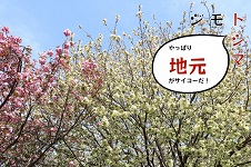 ソメイヨシノだけじゃない豊島区の桜たちサムネ