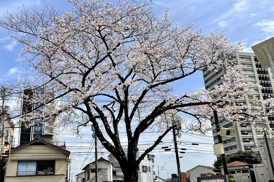 樹木ガイドツアー5