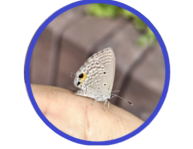カドゥ　プロフィールアイコン