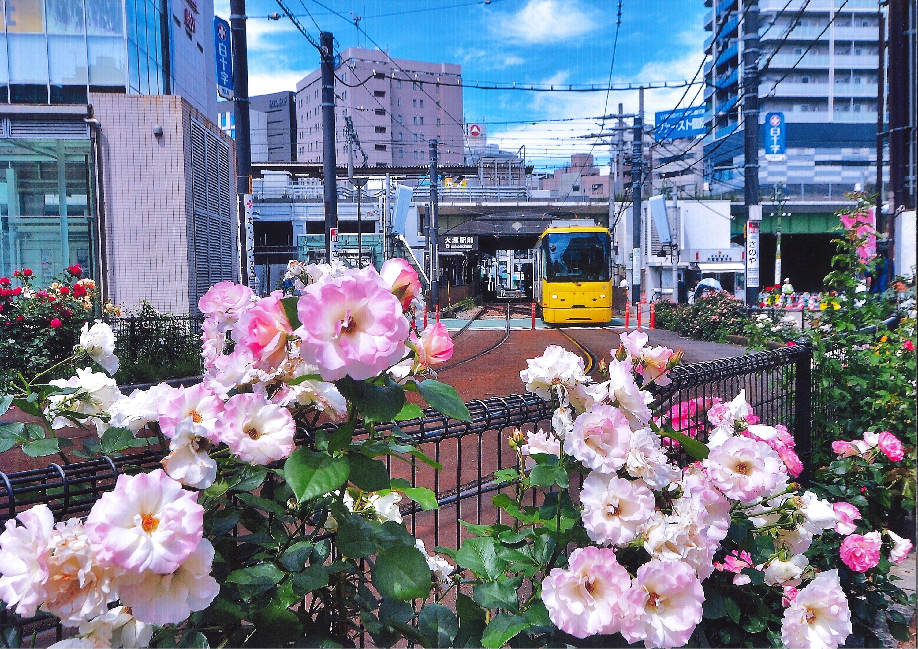 第12回都電とバラフォトコン最優秀賞