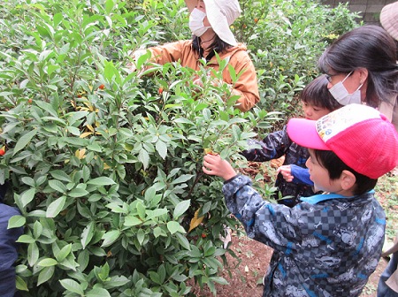 いのちの森に生えている植物の葉を触って観察している様子