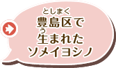 豊島区で生まれたソメイヨシノ